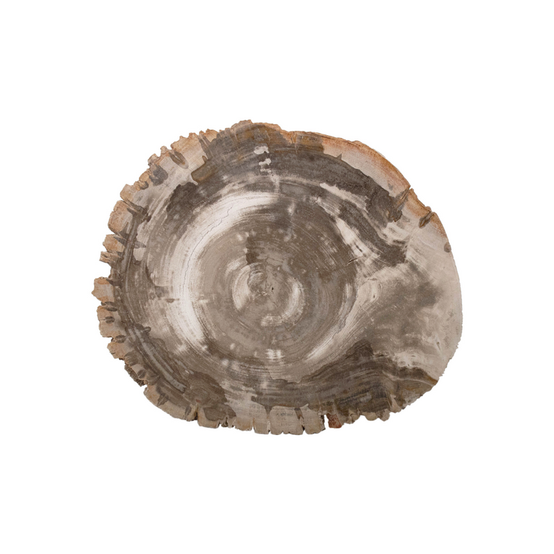 Petrified Wood Table - Cream